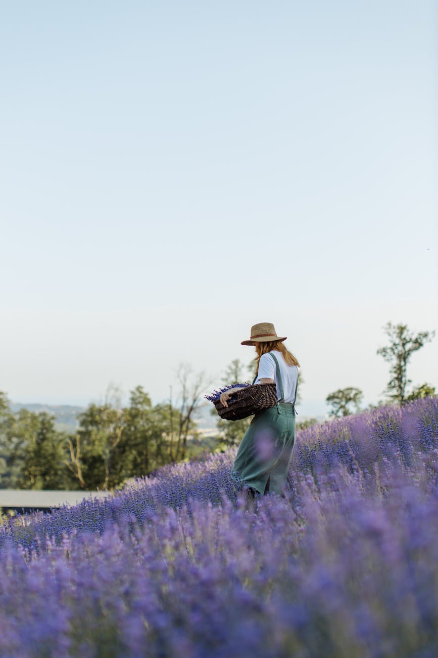 woman carrying basket while walking on a lavender field. starting over