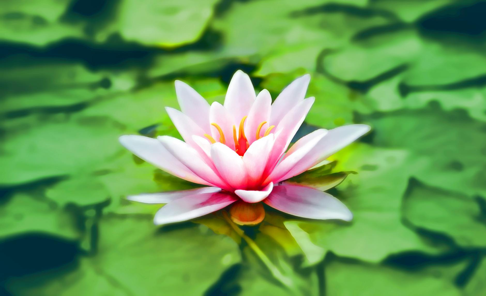 close up photography of pink lotus. healing