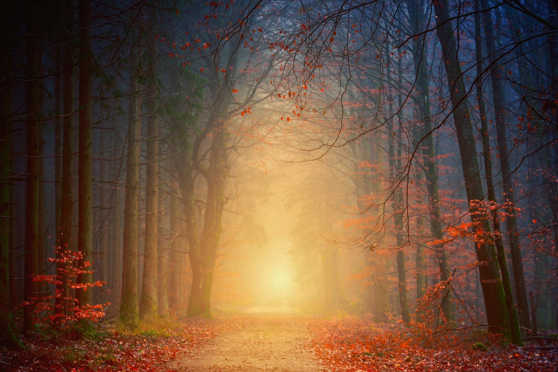 forest at night. spiritual