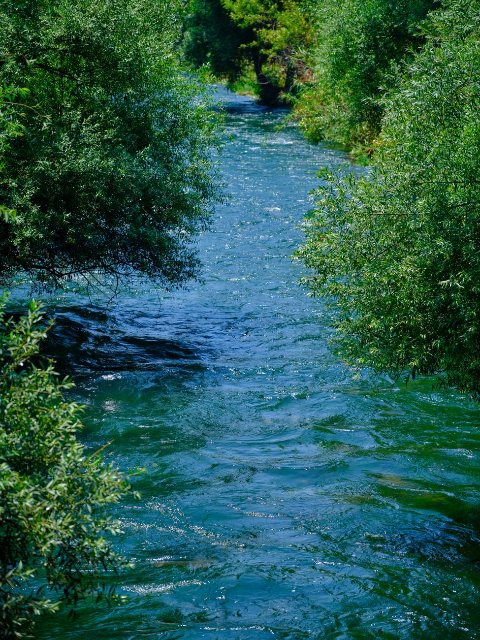 photograph of a river between green leaves