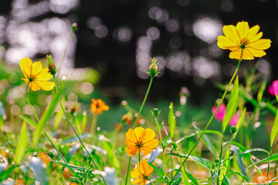 bright yellow cosmos flowers in a sunlit meadow