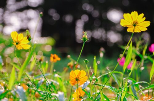 bright yellow cosmos flowers in a sunlit meadow