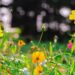 bright yellow cosmos flowers in a sunlit meadow